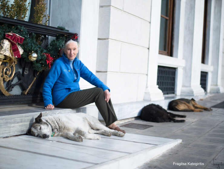 Dr. Jane Goodall’s message of support to Animal Welfare Karpathos