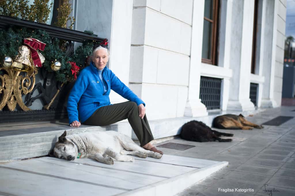 Dr. Jane Goodall’s message of support to Animal Welfare Karpathos