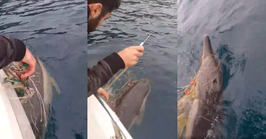 Fishermen in Halkidiki save a dolphin tangled in fishing net