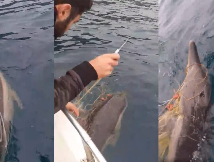 Fishermen in Halkidiki save a dolphin tangled in fishing net
