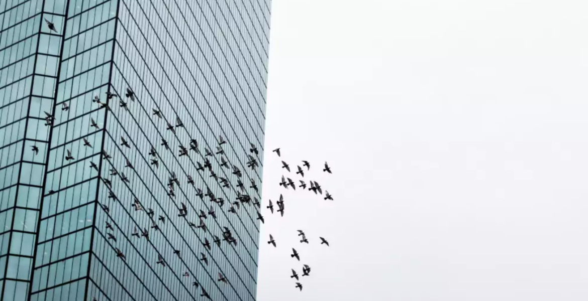 Greece's glass buildings 'death trap for birds'