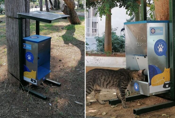 Athens municipality launches digital platform to help stray animals