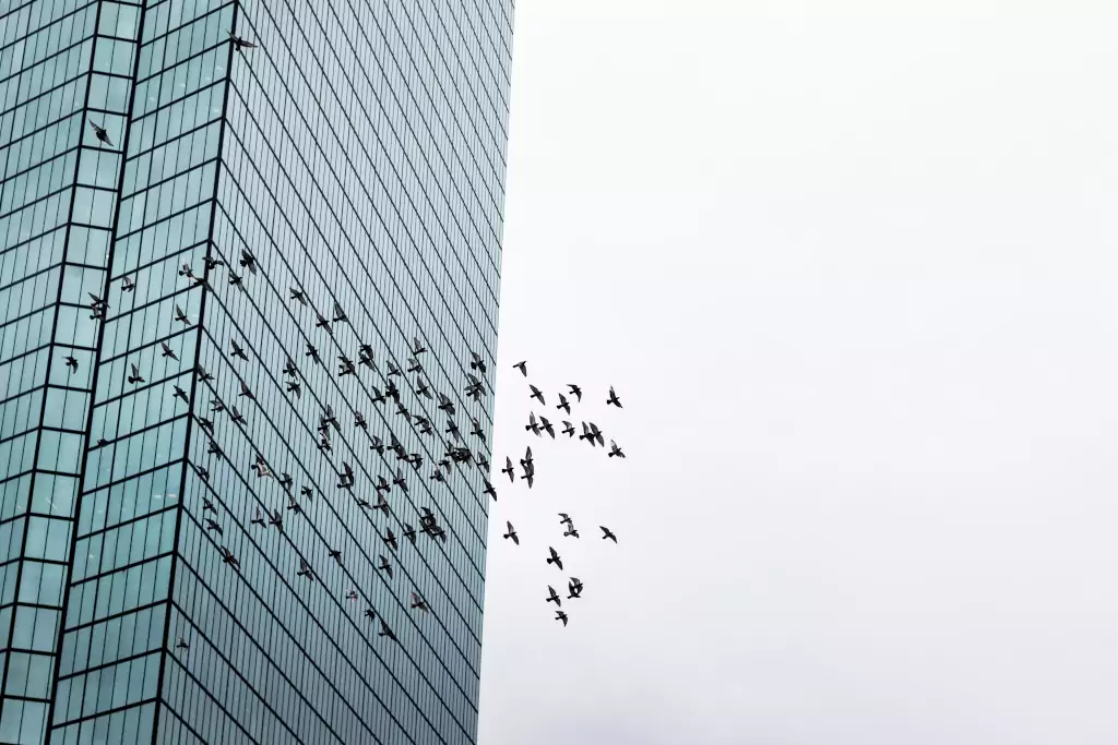 Greece's glass buildings 'death trap for birds'