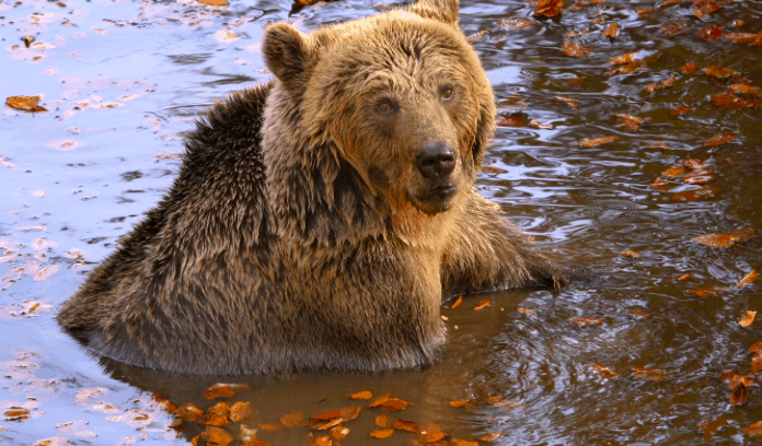 Arcturos brown bear