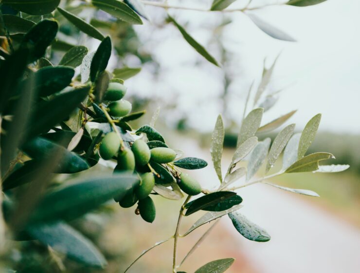 olive oil olive tree