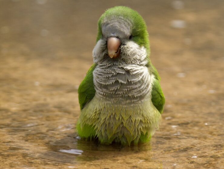 green parrots