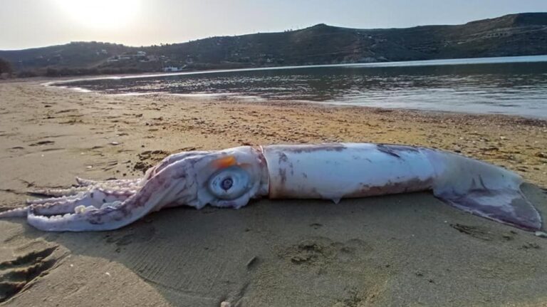 Dead giant squid washes ashore in Kea