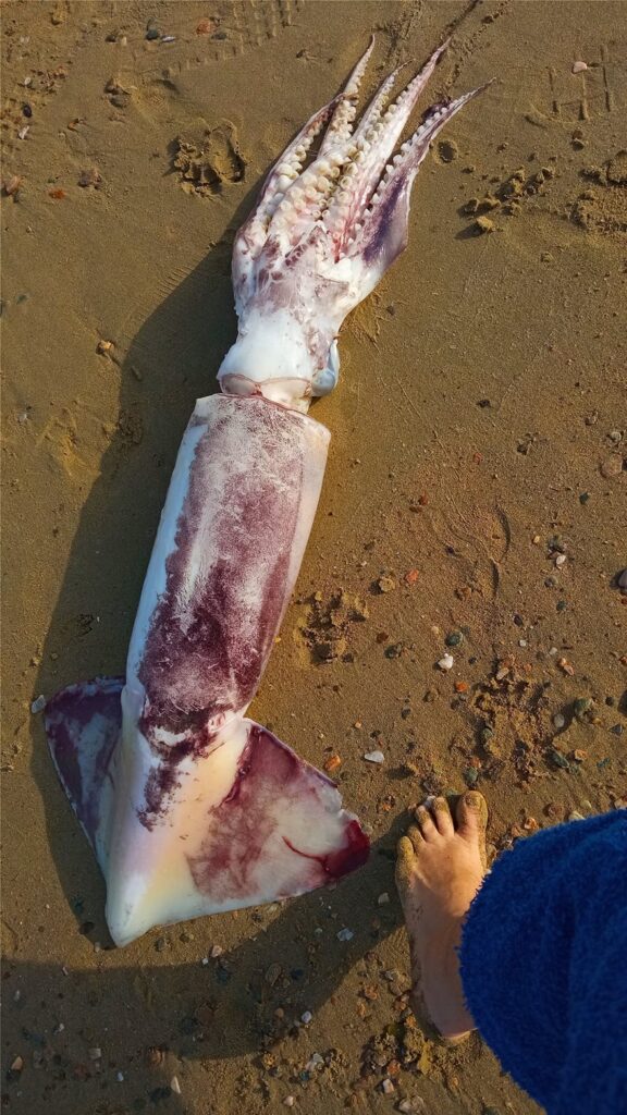 Dead giant squid washes ashore in Kea
