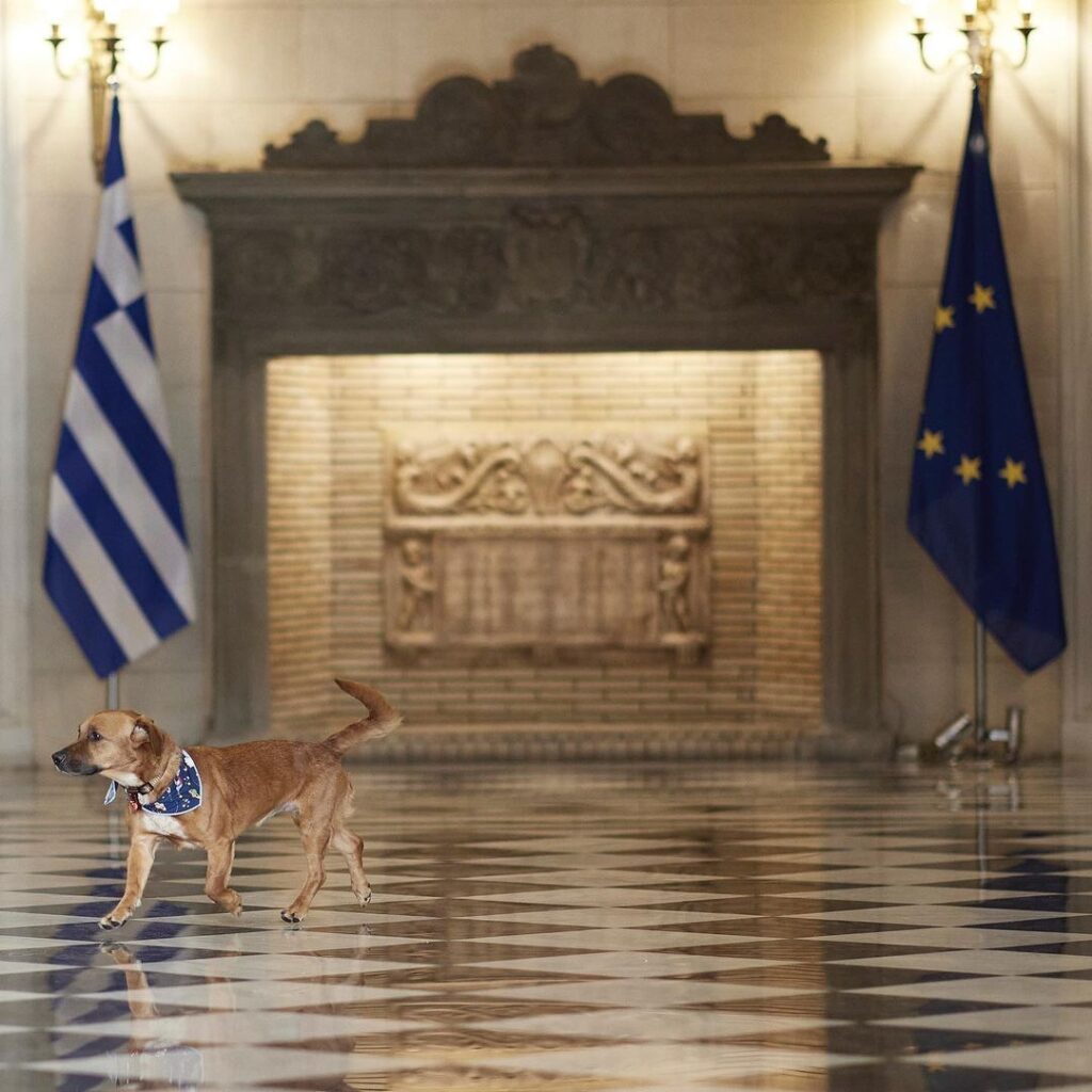 PM Mitsotakis adopts a stray dog called peanut 2