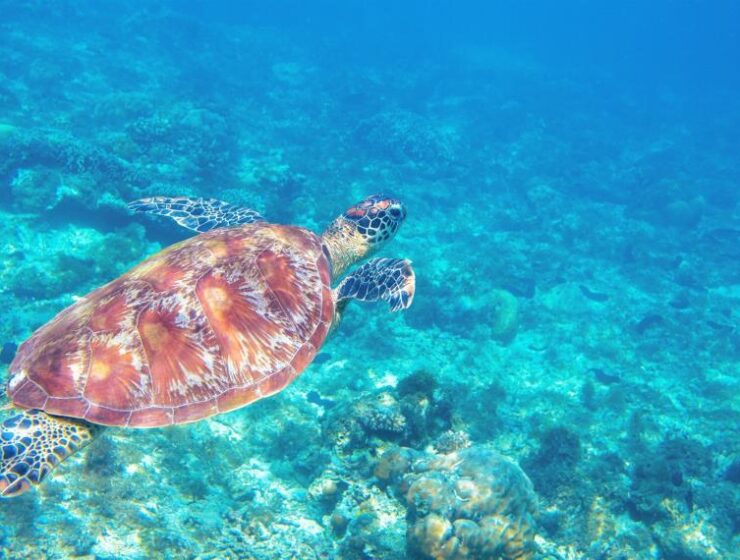 Sea turtle deaths in Greece set record
