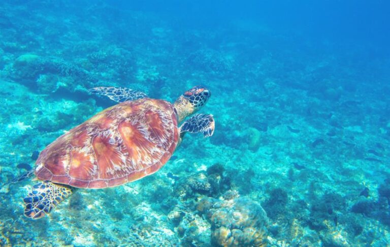 Sea turtle deaths in Greece set record