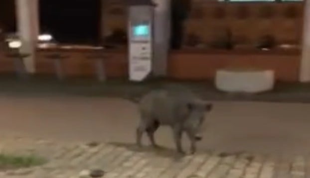 Wild boar in Thessaloniki