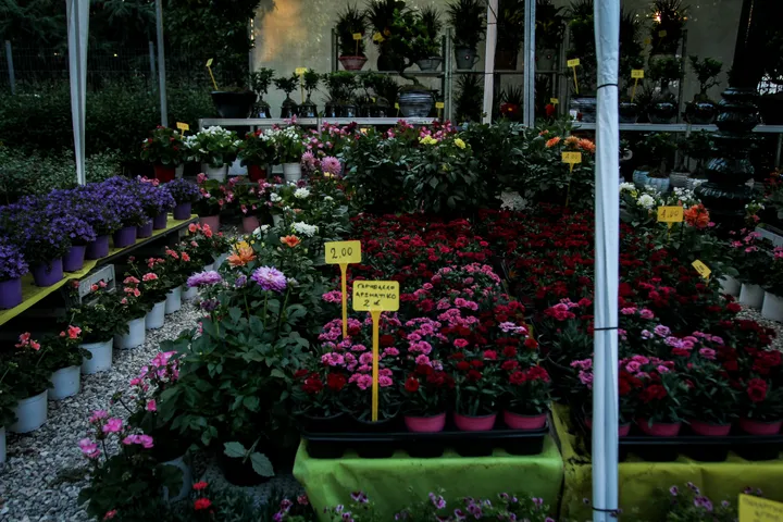 67th annual Kifissia Flower Show opens