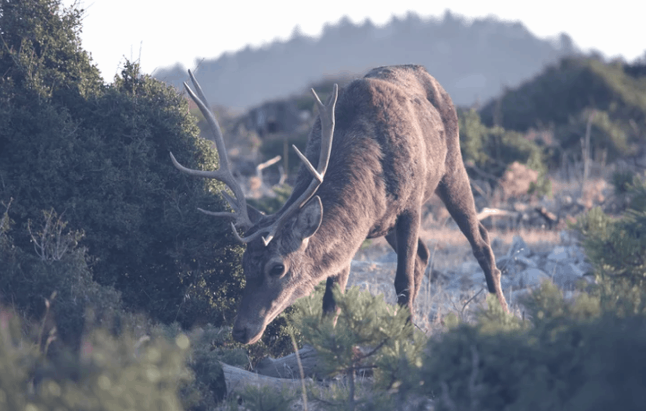Cervus elaphus - The Red Deer of Greece