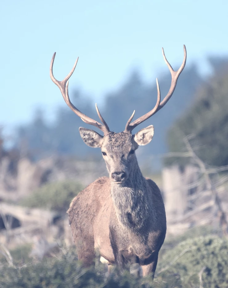 Cervus elaphus - The Red Deer of Greece