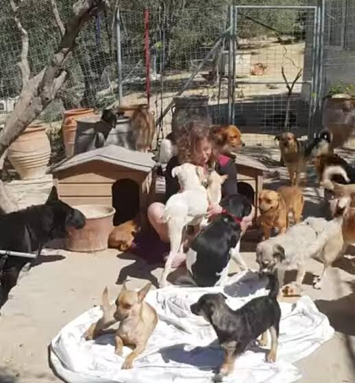 Greek dog breeders protest government bill that would make sterilization of pets mandatory 5