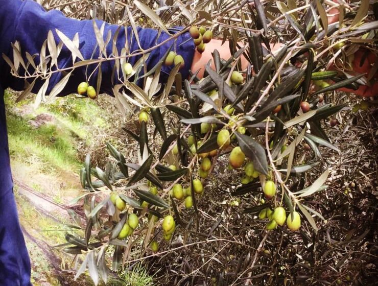 99 Greek producers awarded at World Olive Oil Competition
