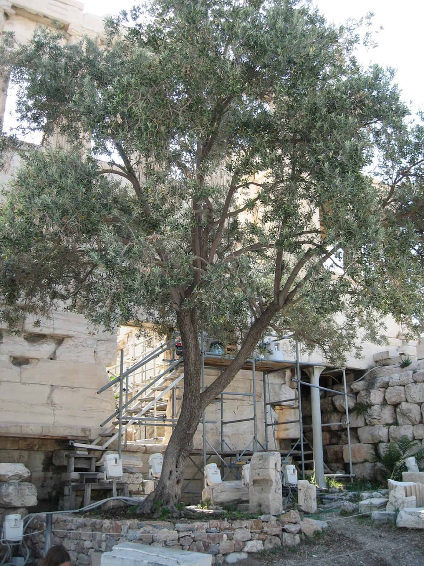 Acropolis olive tree