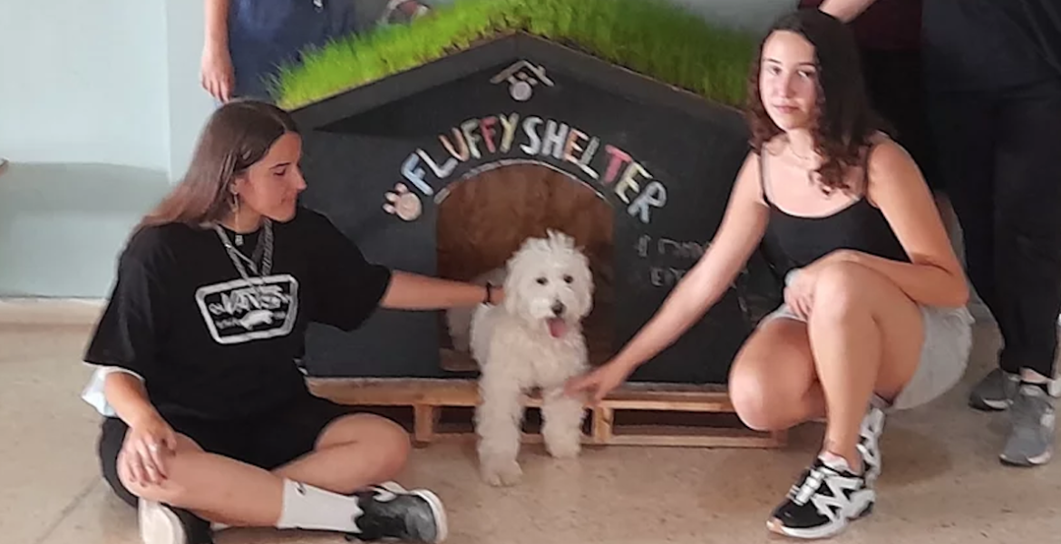 Students in Evia create an eco-friendly dog house