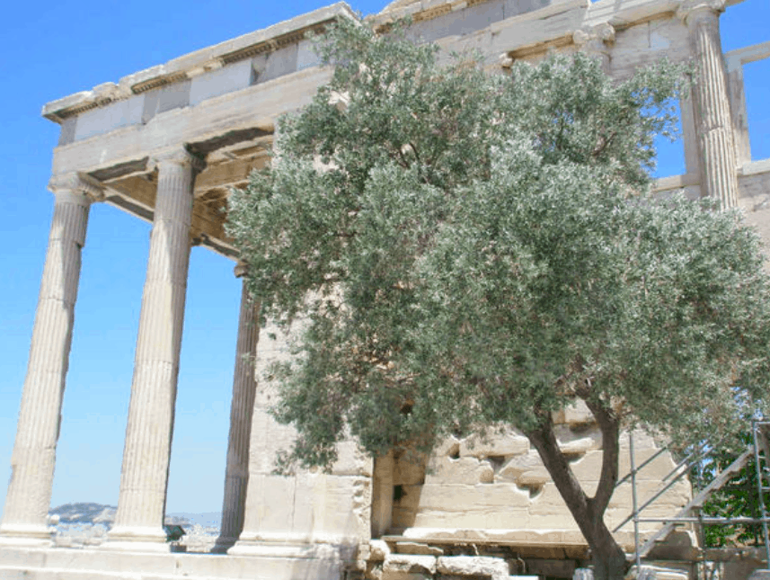 Acropolis olive tree