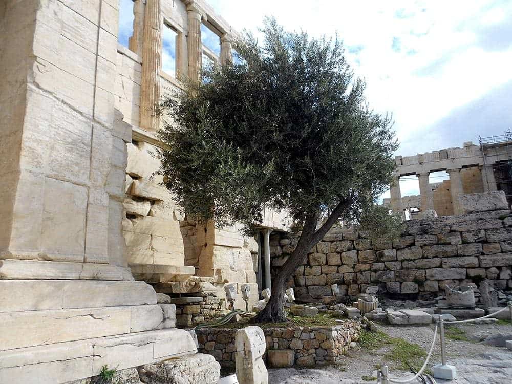 acropolis olive tree
