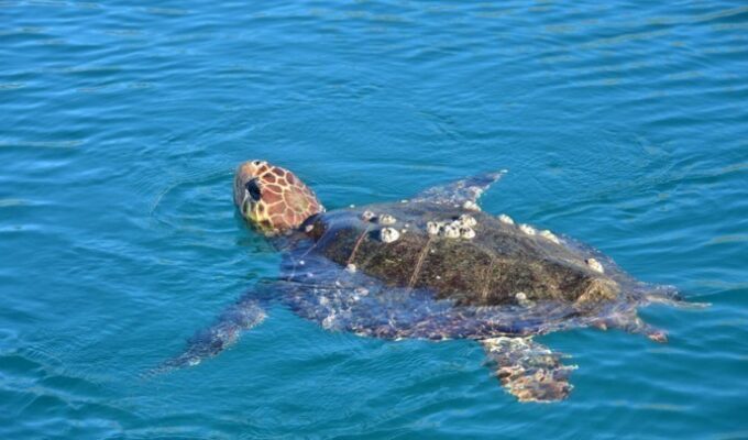 All About Sea Turtles in Greece on World Turtles Day 2