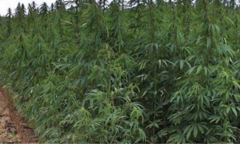 Greek police bust huge marijuana plantation 