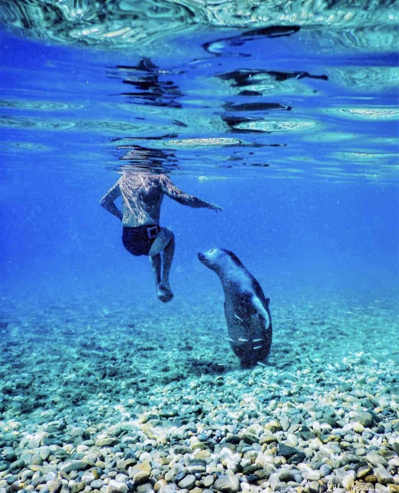 Alonissos marine park monk seal