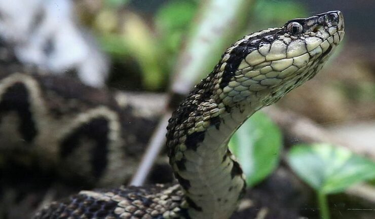 Brazil jararacussu snake
