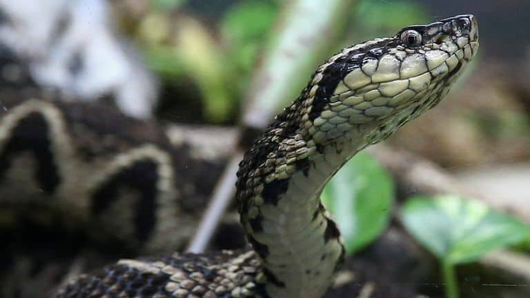 Brazil jararacussu snake