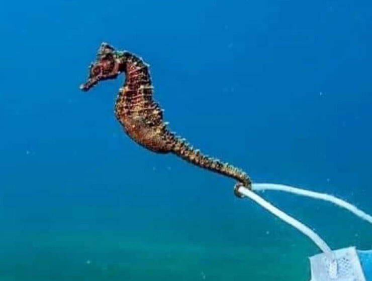 seahorse underwater photographer Nikos Samaras