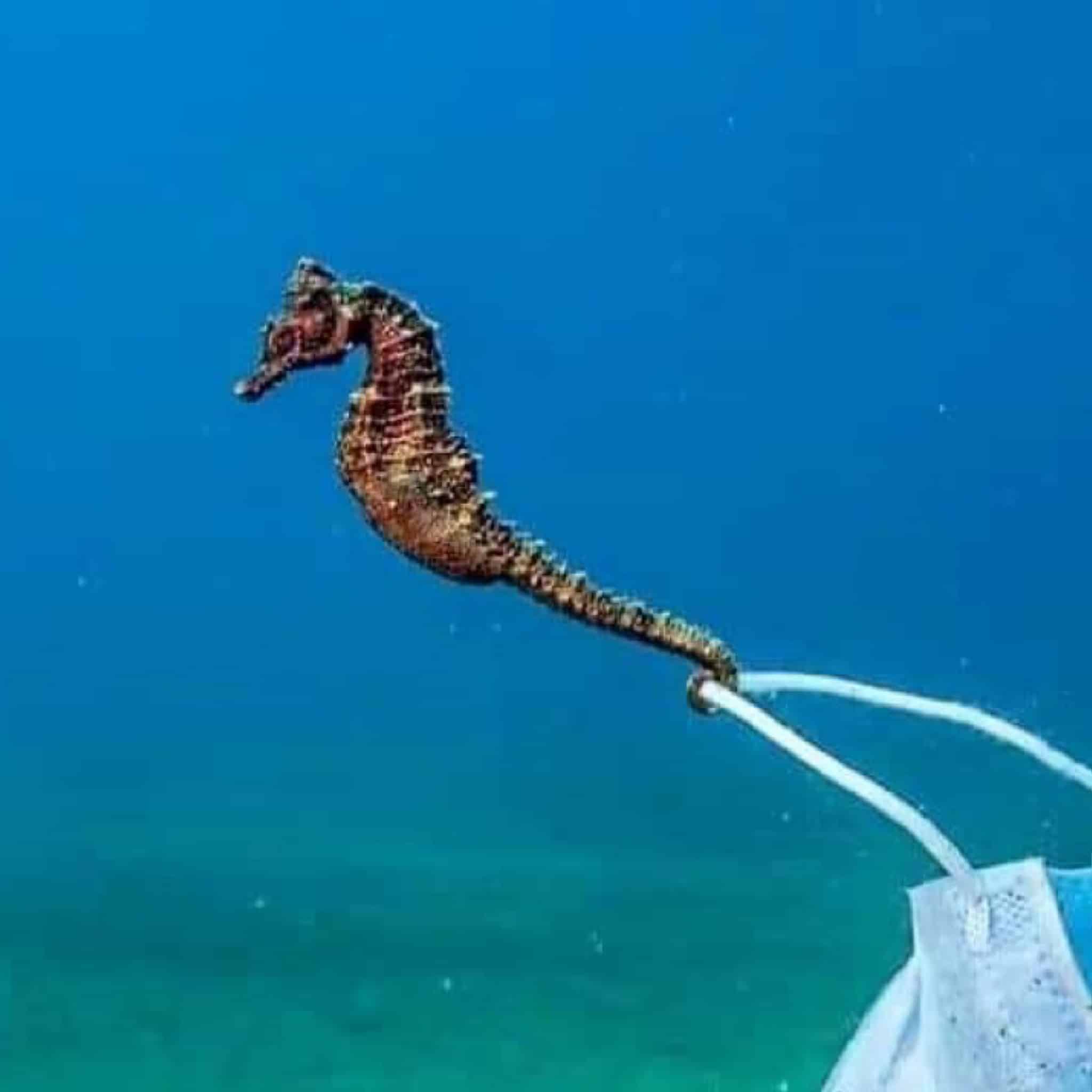 seahorse underwater photographer Nikos Samaras
