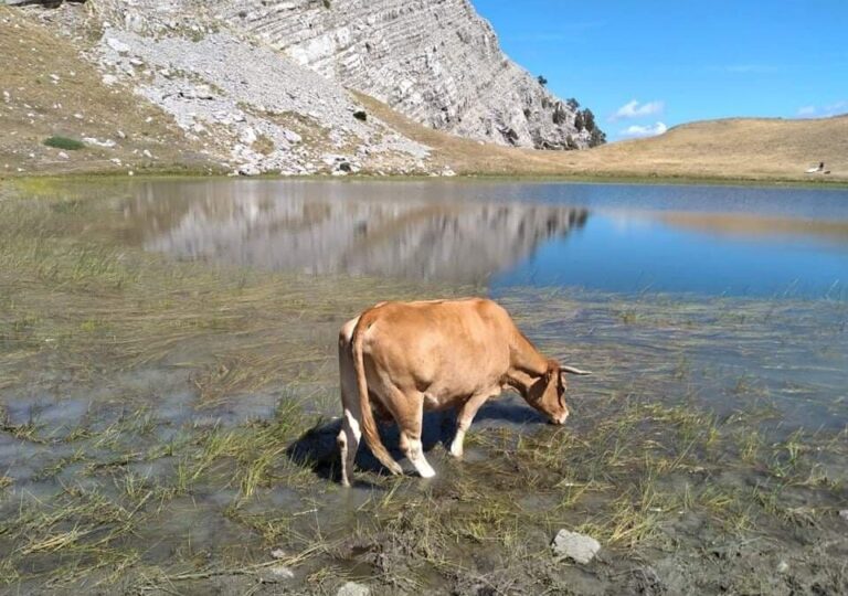 ZAGORI: Greece bans cattle grazing for the protection of 3,500 acres of mountainous area