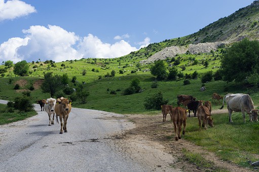 Cows By The Road In Syrrako Village Epirus Greece cattle grazing