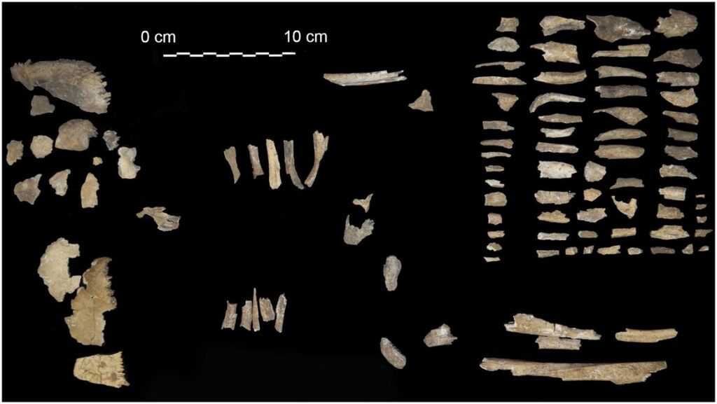 Human bone fragments from the tomb on Ischia. Photo Gigante et alPLoS One