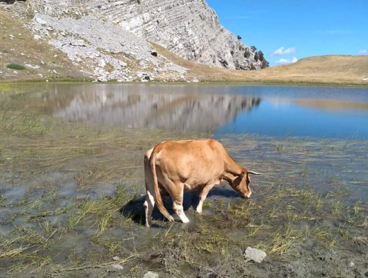 ZAGORI: Greece bans cattle grazing for the protection of 3,500 acres of mountainous area 1