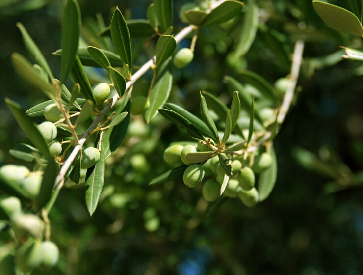olives tree