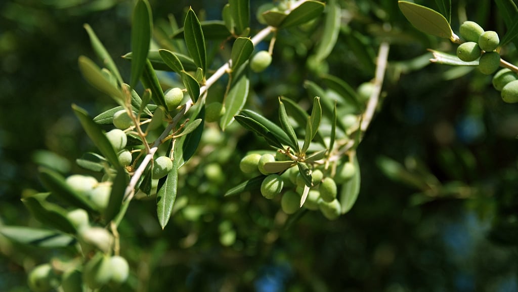 Research Initiative Aims To Enhance Olive Production