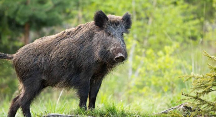 Greece detects African swine fever in wild boar in Serres