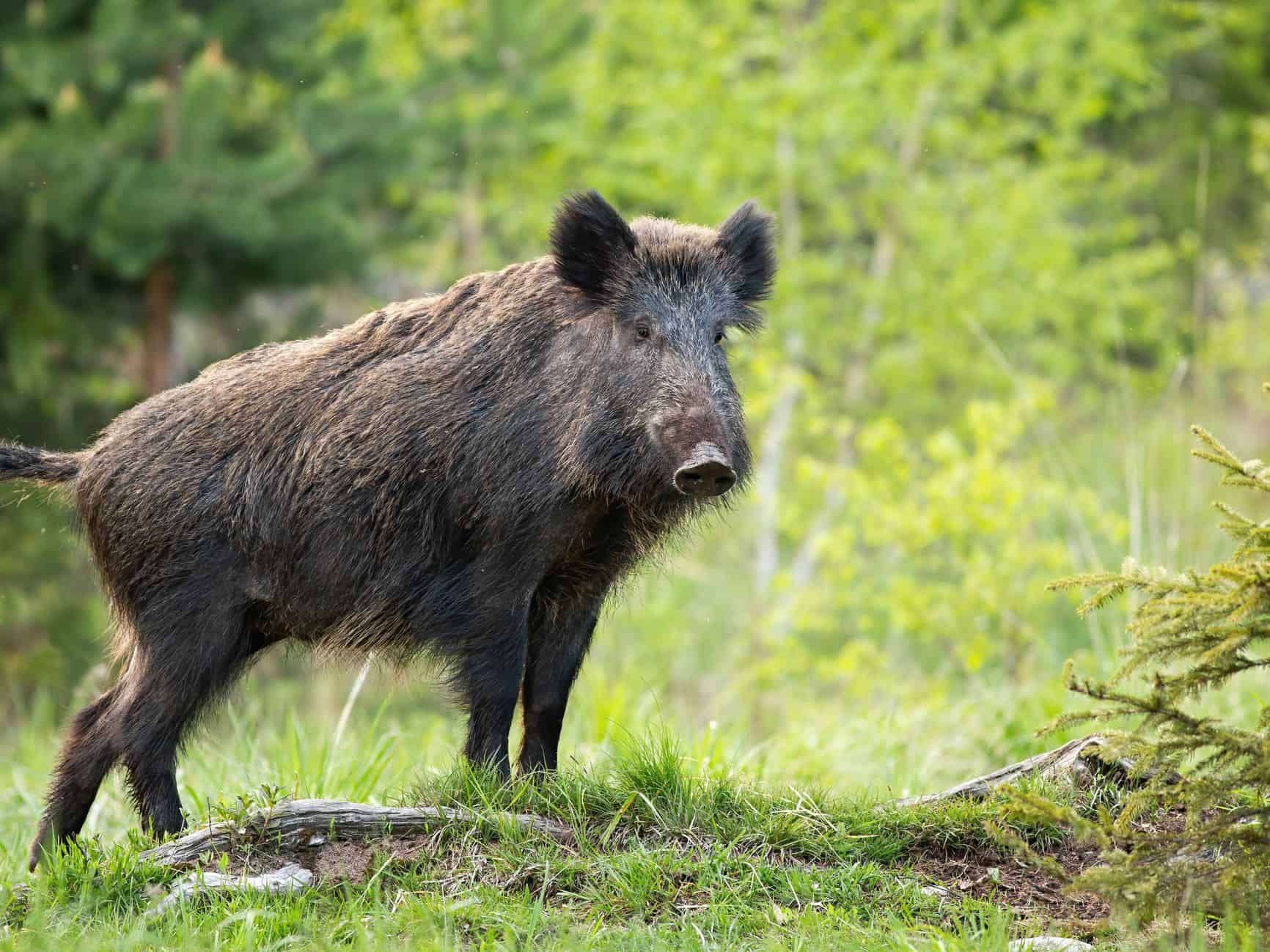 Greece Detects African Swine Fever In Wild Boar In Serres