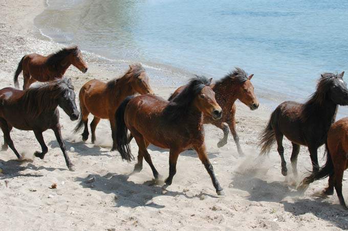 Skyros Ancient Greek Horses