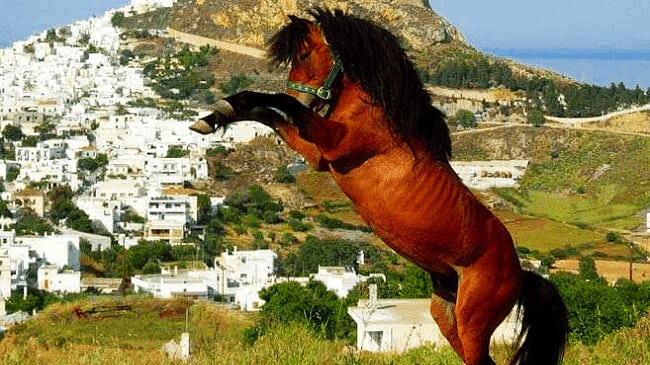 Skyros horse