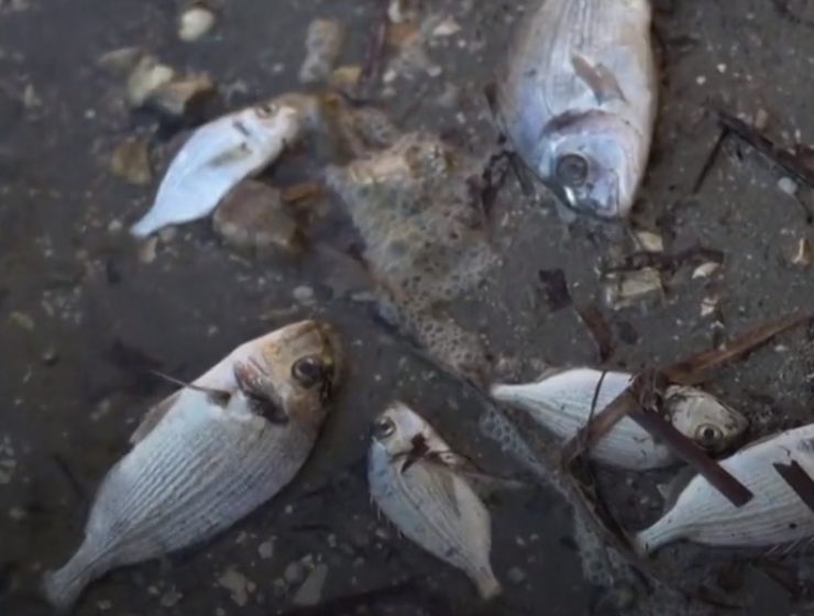 Farmed fish dead from snow storm