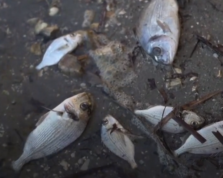 Thousands of farmed fish dead after snowstorm slams Greece 1