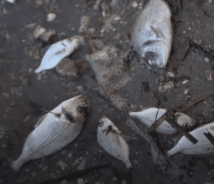 Thousands of farmed fish dead after snowstorm slams Greece