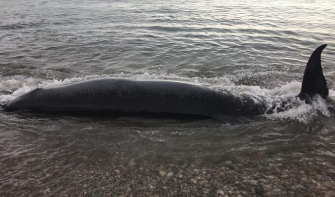 Stranded baby whale found dead off the coast of Greek Salamis Island 3