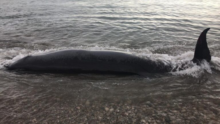 Stranded baby whale found dead off the coast of Greek Salamis Island