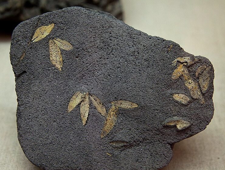 Santorini fossilised olive leaves