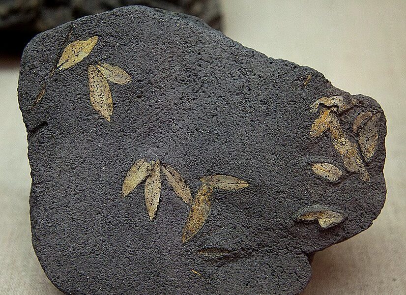 Santorini fossilised olive leaves