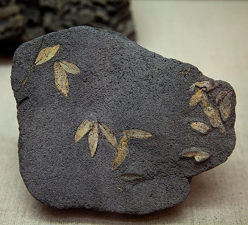 Απολιθωμένα φύλλα ελιάς Σαντορίνης9
